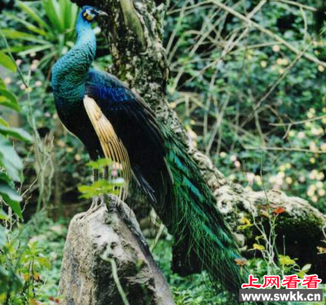 绿孔雀