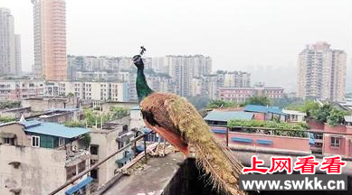 绿孔雀