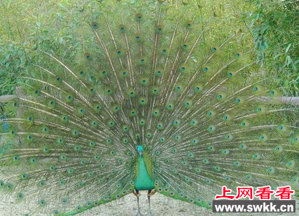 绿孔雀