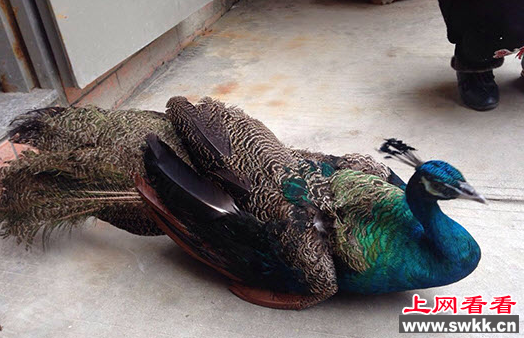工厂内闯入“漂亮大鸟” 竟是二级保护动物绿孔雀