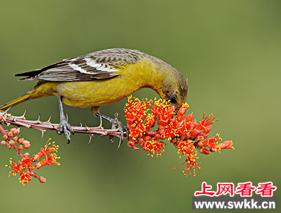 12只金丝雀一夜之间“飞”了