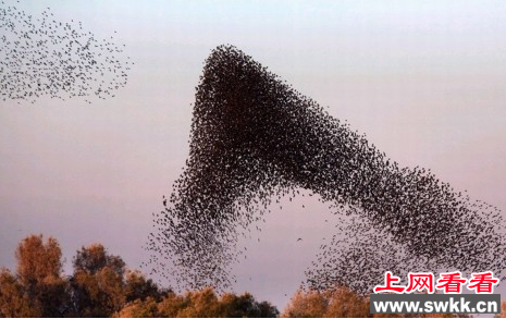 以色列灰椋鸟空中群舞