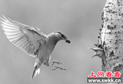 灰椋鸟在南湖世园会体验区树林安家筑巢