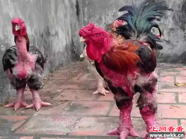 越南东涛鸡