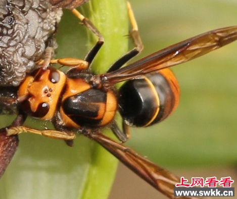 天津检验检疫人员在集装箱内发现活体胡蜂