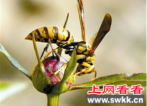 煤老板改行养胡蜂 却意外发了大财