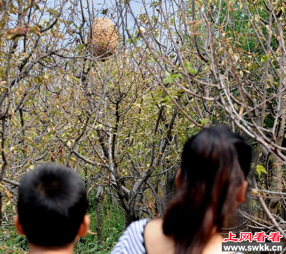 村民打核桃被胡峰袭击身亡