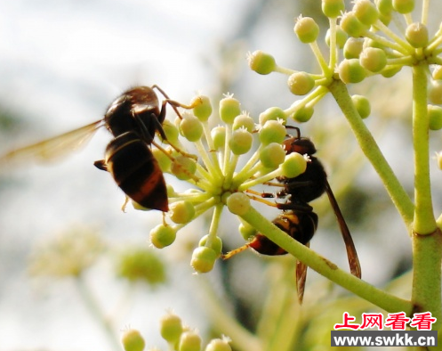 胡蜂