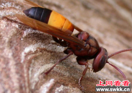 众人都害怕胡蜂 他却如此喜欢胡蜂