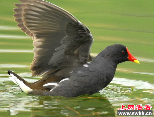 黑水鸡