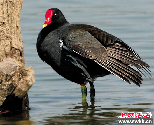 平舆县林业局放生野生保护动物黑水鸡