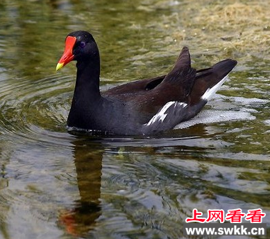 男子捕猎、收购黑水鸡1000只被判7个月