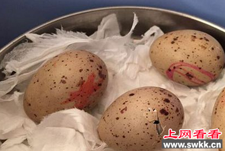 自贡小伙捡到神奇鸟蛋 竟然孵出了黑水鸡