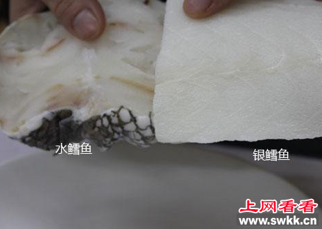 油鱼和鳕鱼的区别