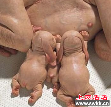 猪人