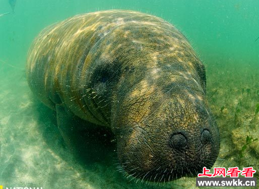 世界濒危动物海牛 现仅存2500头