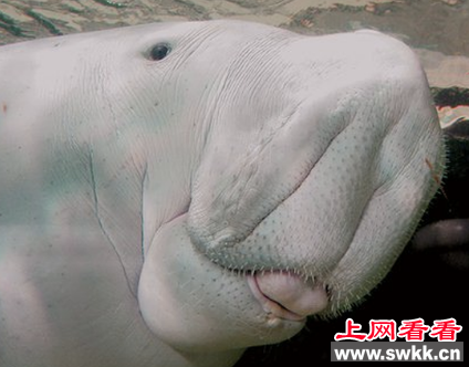 谷歌AI扫描追踪技术拯救濒危动物海牛