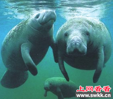 海牛