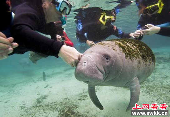 数百头海牛在佛罗里达州“越冬”
