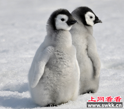 珠海长隆海洋王国诞生两只帝企鹅宝宝