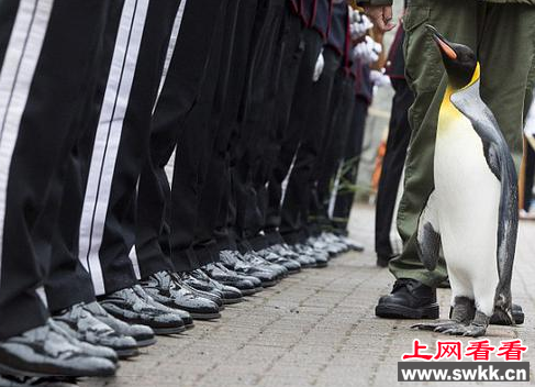 奇闻！苏格兰知名帝企鹅晋升“准将”