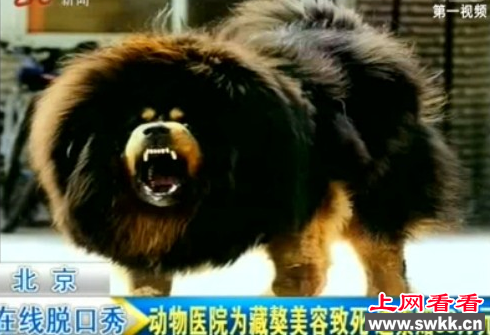医院治死藏獒赔45万