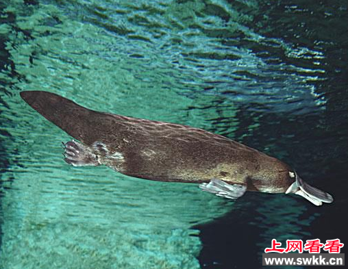 鸭嘴兽有毒
