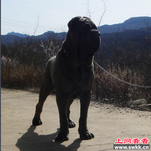意大利扭玻利顿