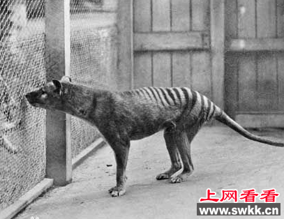 袋狼