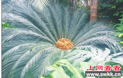 郑州植物园铁树首次开花结果 众人惊奇！