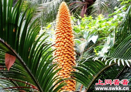 泸州校园铁树开花 引来无数师生围观