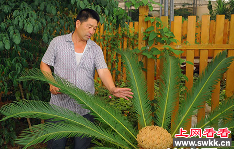 河北迁安植物园内现铁树罕见开花