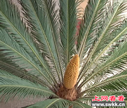 神奇！50年铁树首次开花