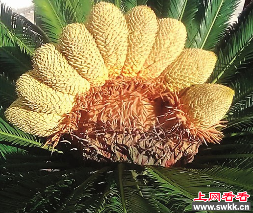 罕见铁树开花 而且一连开九朵