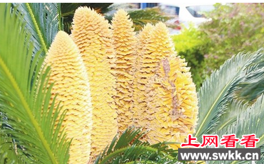 南雄市20年铁树连开7多花 市民惊叹！
