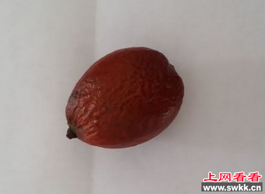 安康69岁老人因误食半颗铁树果中毒入院