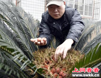 罕见铁树竟结出果实