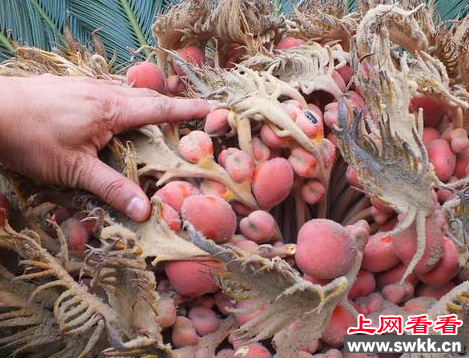 铁树结果似“凤凰蛋” 然而却不能吃