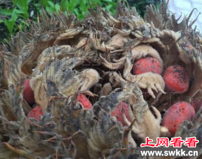 铁树果实虽美却不能食用