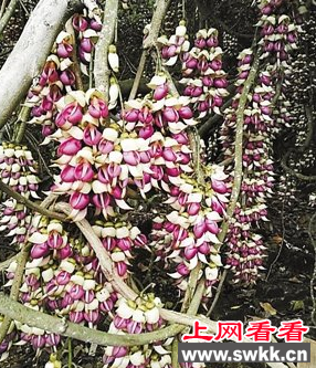 滨ȸ