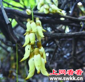 禾雀花