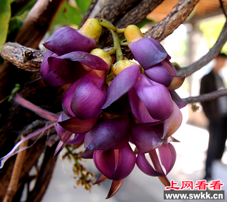 禾雀花