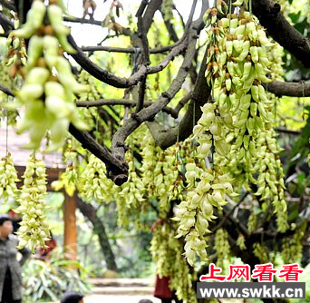 广州华南植物园禾雀花提早开放