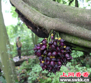 龙山惊现禾雀花王