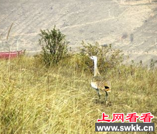 原州区寨科乡惊现匈牙利国鸟