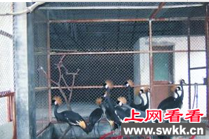 东非冠鹤：乌干达国鸟