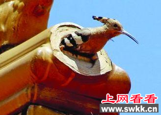 南京一处屋檐洞口惊现以色列国鸟
