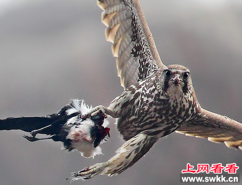 猎隼：被蒙古国选为国鸟