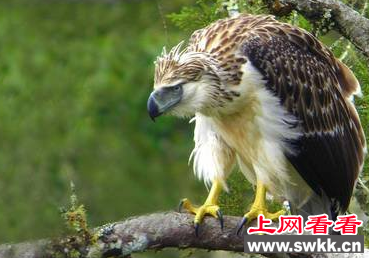 菲律宾国鸟被捕杀 后果不堪设想