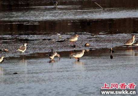 鹬鸟惊现南京浦口滨江湿地